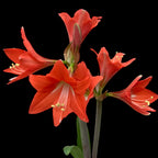 Amaryllis Pink Garden (többvirágú)