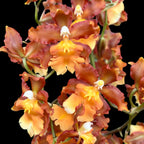Oncidium Catatante 'Pacific Sunspot' - exemplare XL