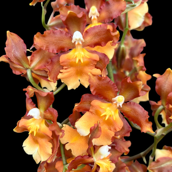 Oncidium Catatante 'Pacific Sunspot' - XL-Exemplare