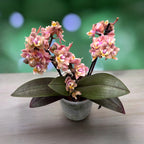 Phalaenopsis Aromio Carola - voňavé pelorické květy