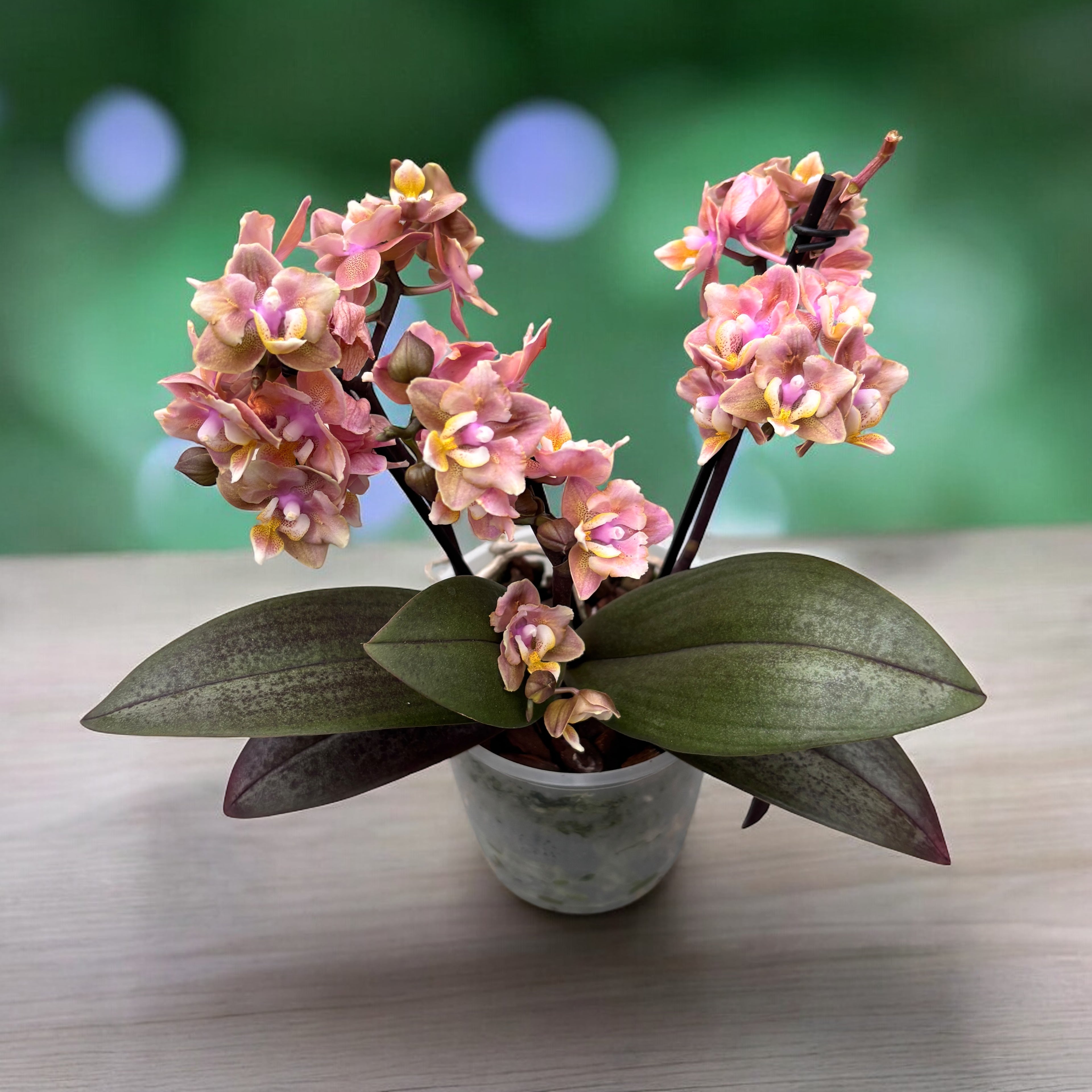 Phalaenopsis Aromio Carola - fleurs pelorées parfumées