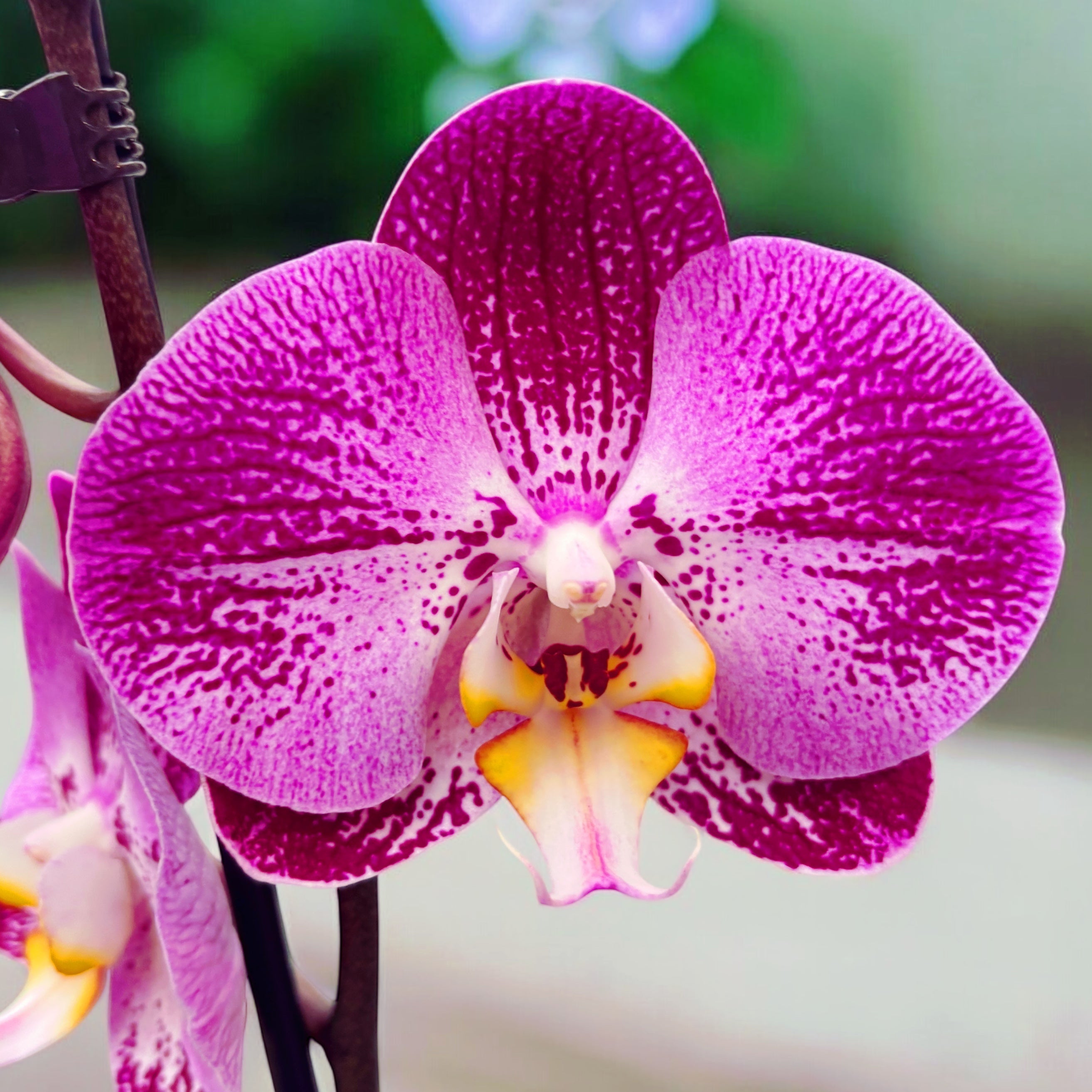 Phalaenopsis Splash Gordon