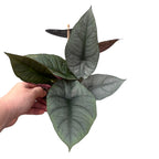 Alocasia Nebula (Elaine)