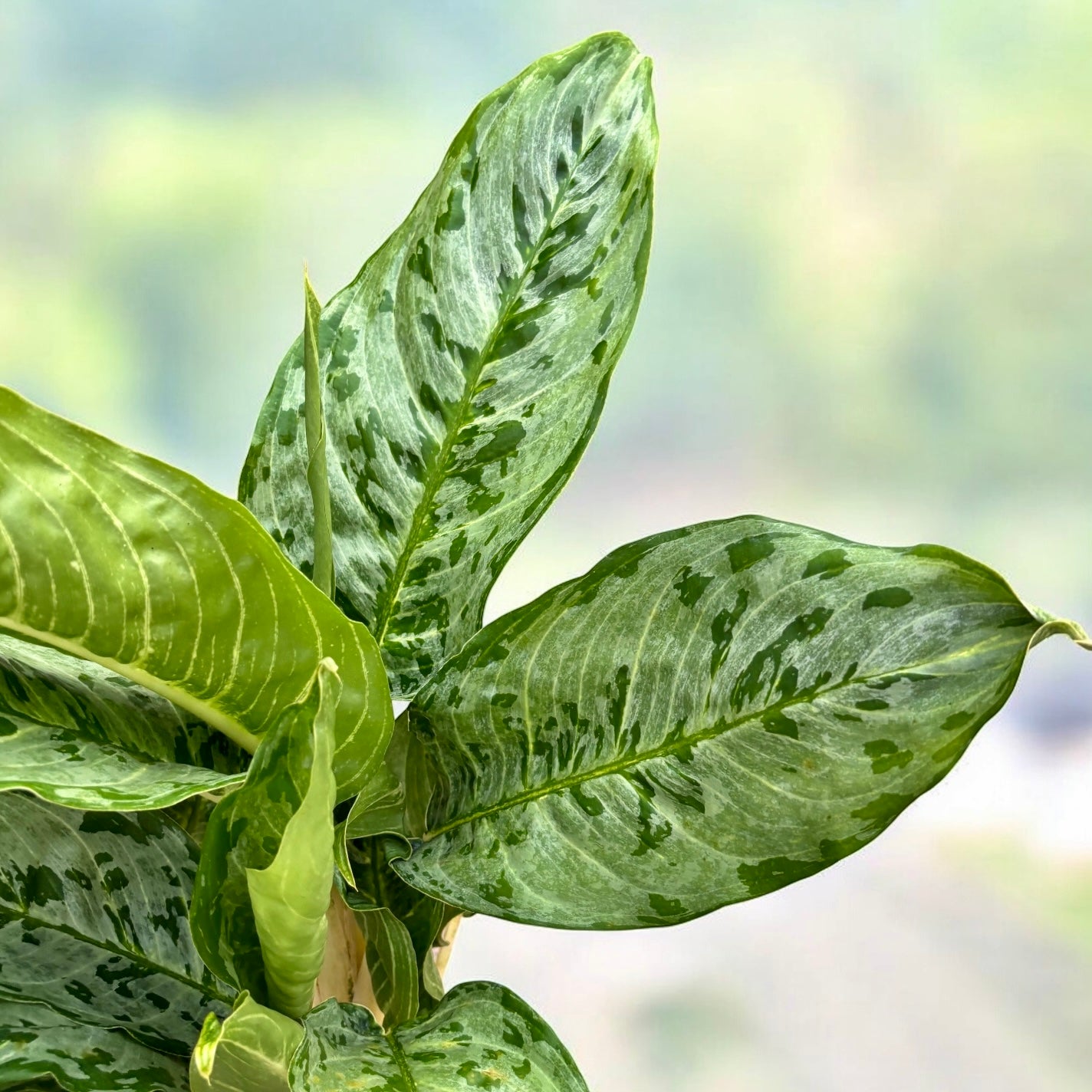 Aglaonema 'Peacock' – frunzis tropical cu pattern spectaculos, in