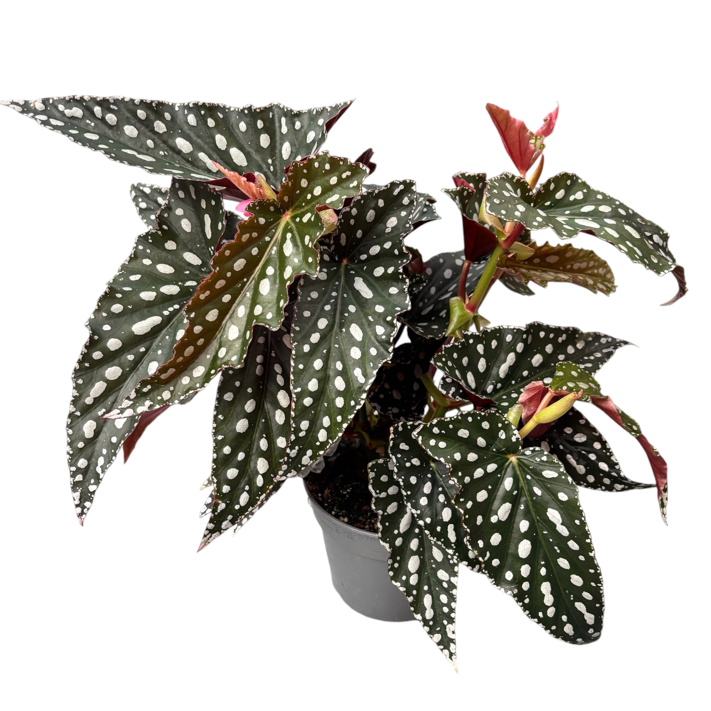 Exotic indoor begonias – Secret Garden Plant Shop