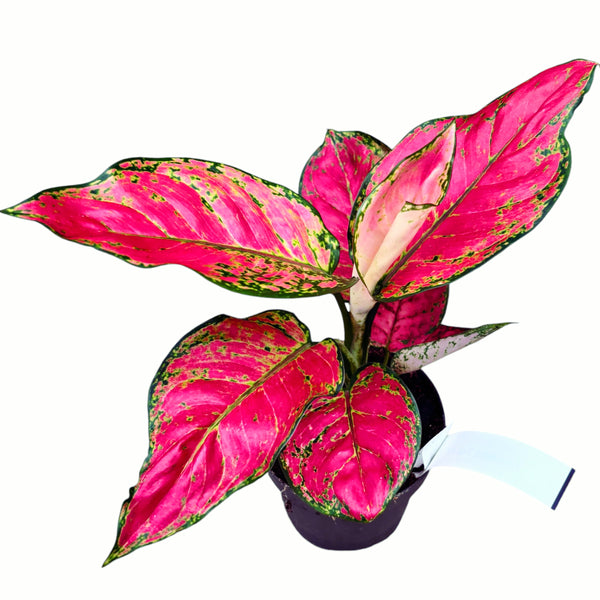 Aglaonema 'Red Joy'