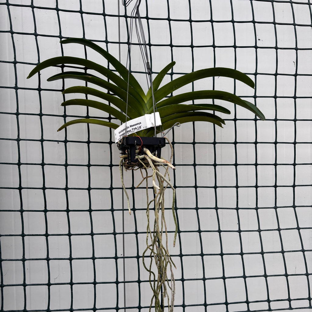 Wuttiphanara Manoonya 'Orange Fancy Pink Lip' parfumata