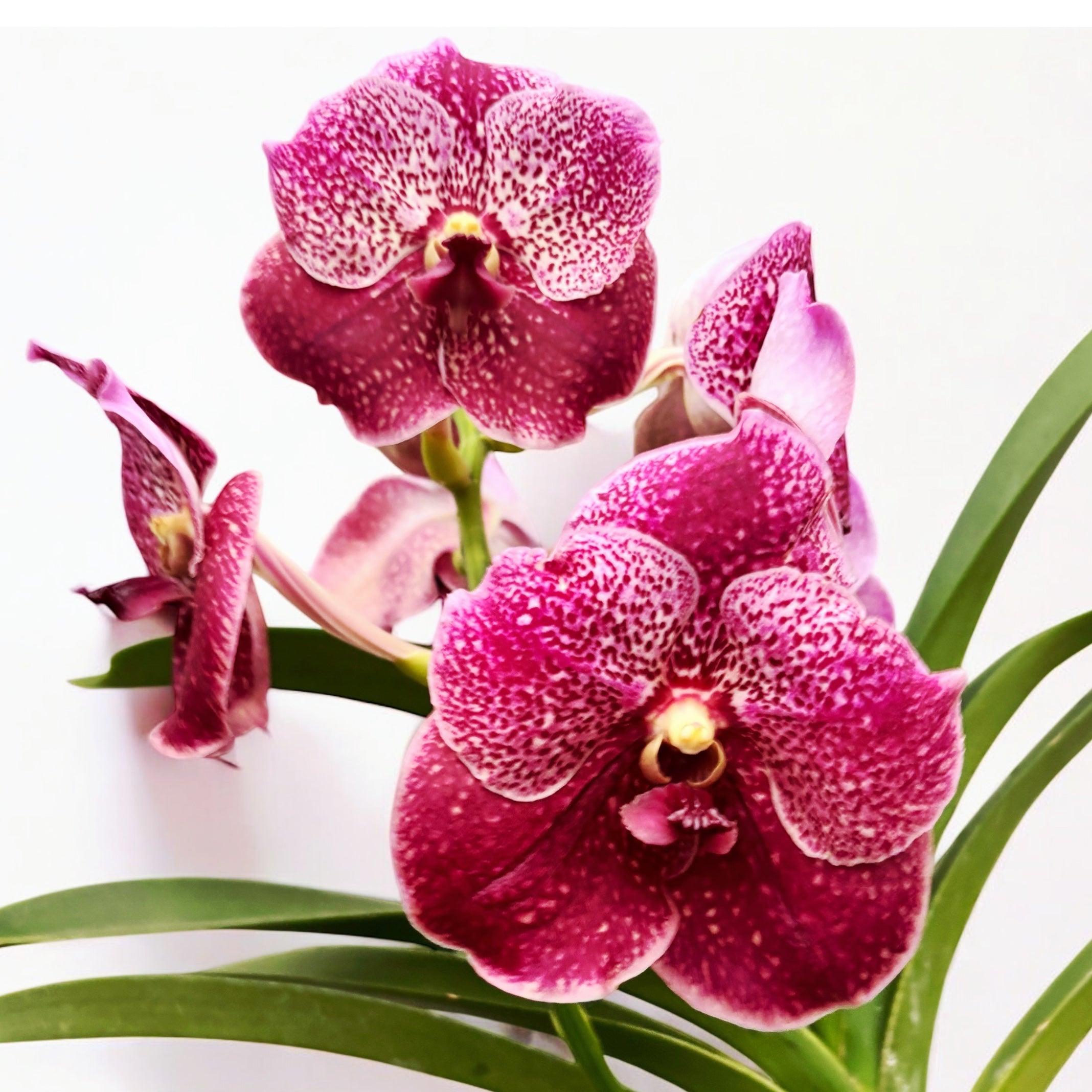Vanda Chocolate Red (Ansu)