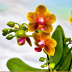 Phalaenopsis Reyoung Romance (Lioulin Orange) - parfumé & pelorique