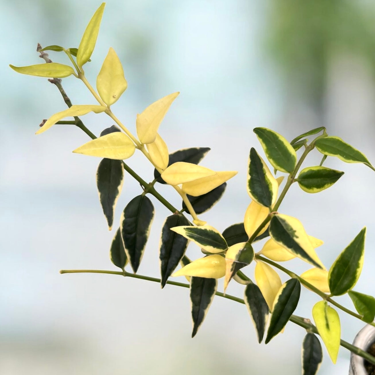 Hoya bella 'Anneke Buis' (albomarginata) - exemplarele dezvoltate