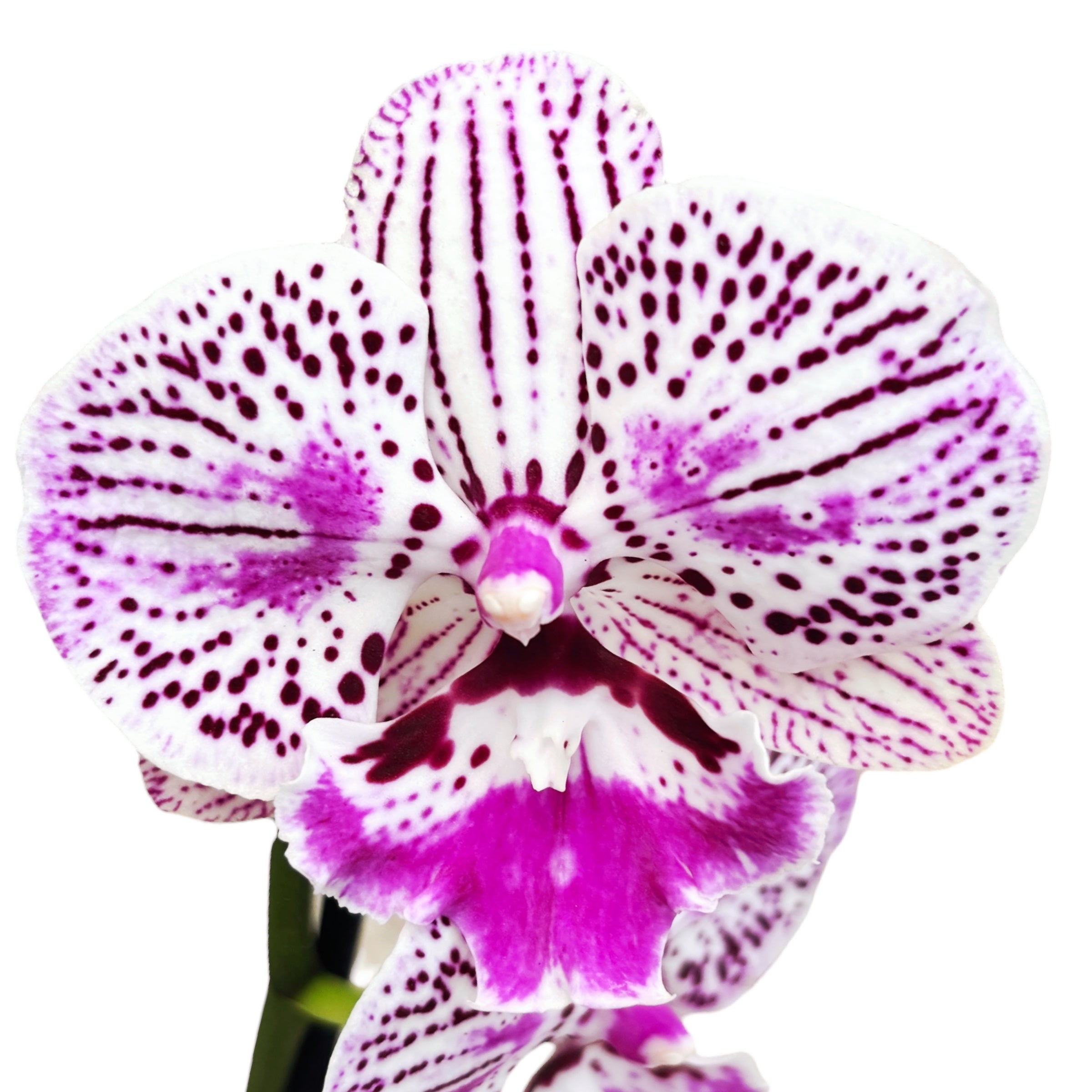 Phalaenopsis Lioulin Jolie Lèvre (Grande Lèvre)