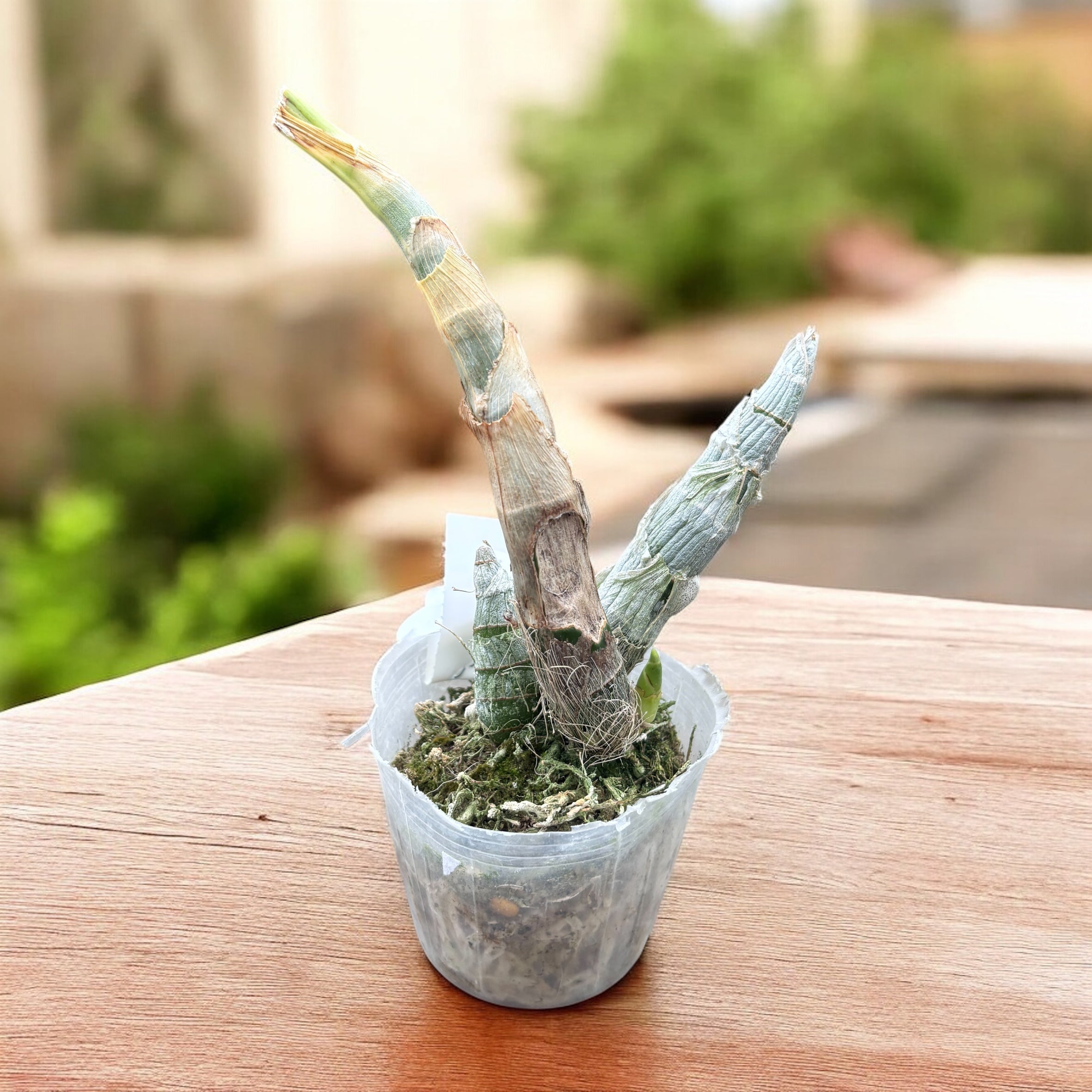 Cycnodes Wine Delight (variegata) - flores intensamente perfumadas