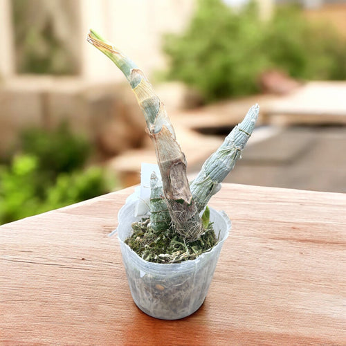 Cycnodes Wine Delight (variegata) - fiori intensamente profumati