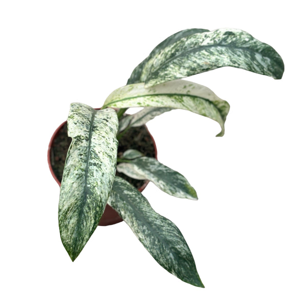 Rhaphidophora puberula variegata