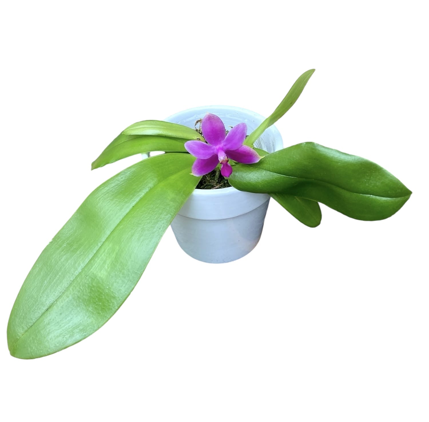 Phalaenopsis violacea var. indigo red 'MIKI' *parfumata