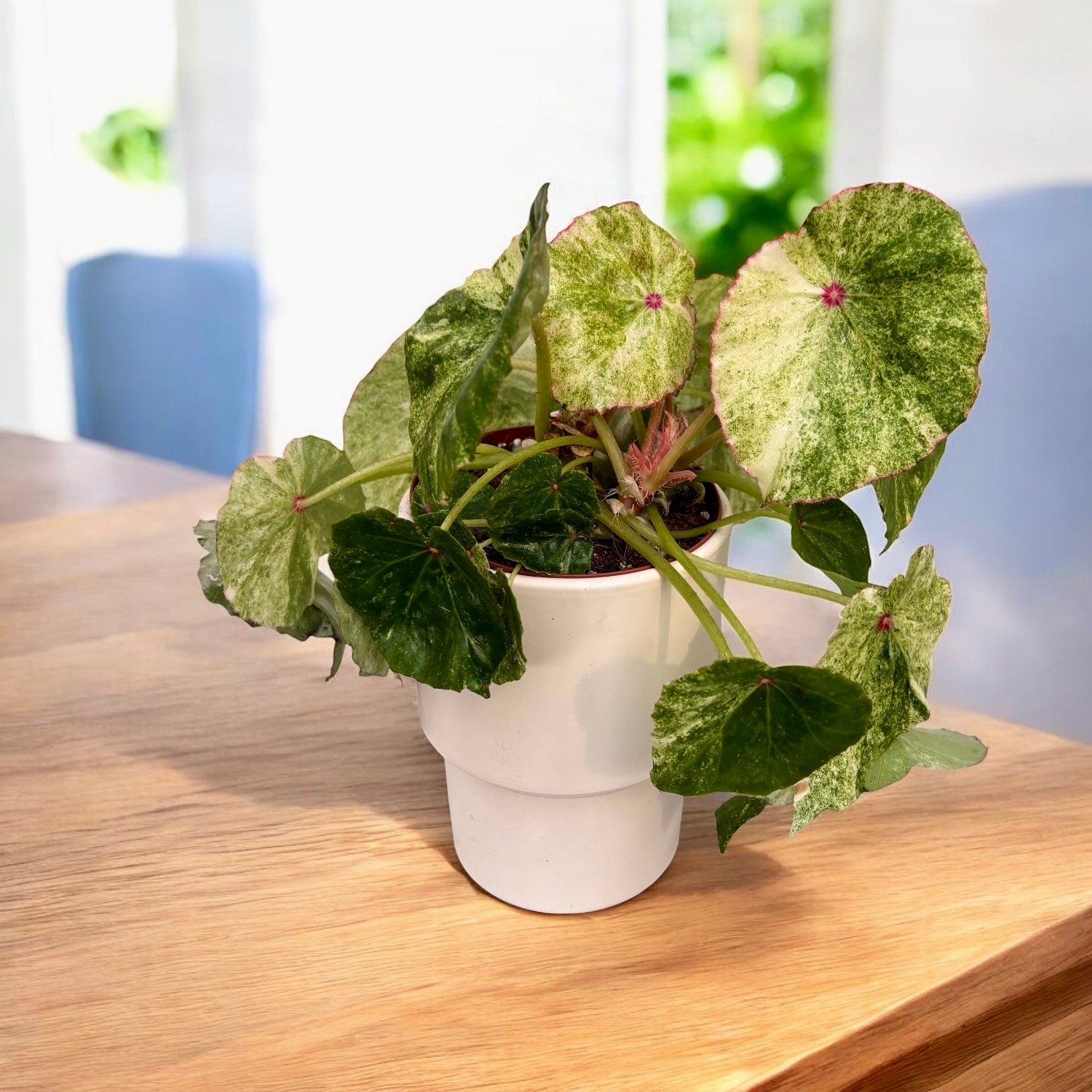 Begonia ‘Rouge Variegated’ -  varietate spectaculoasa cu frunzis catifelat