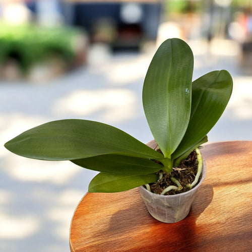 Phalaenopsis Lioulin L Stars (peloric) *parfumata