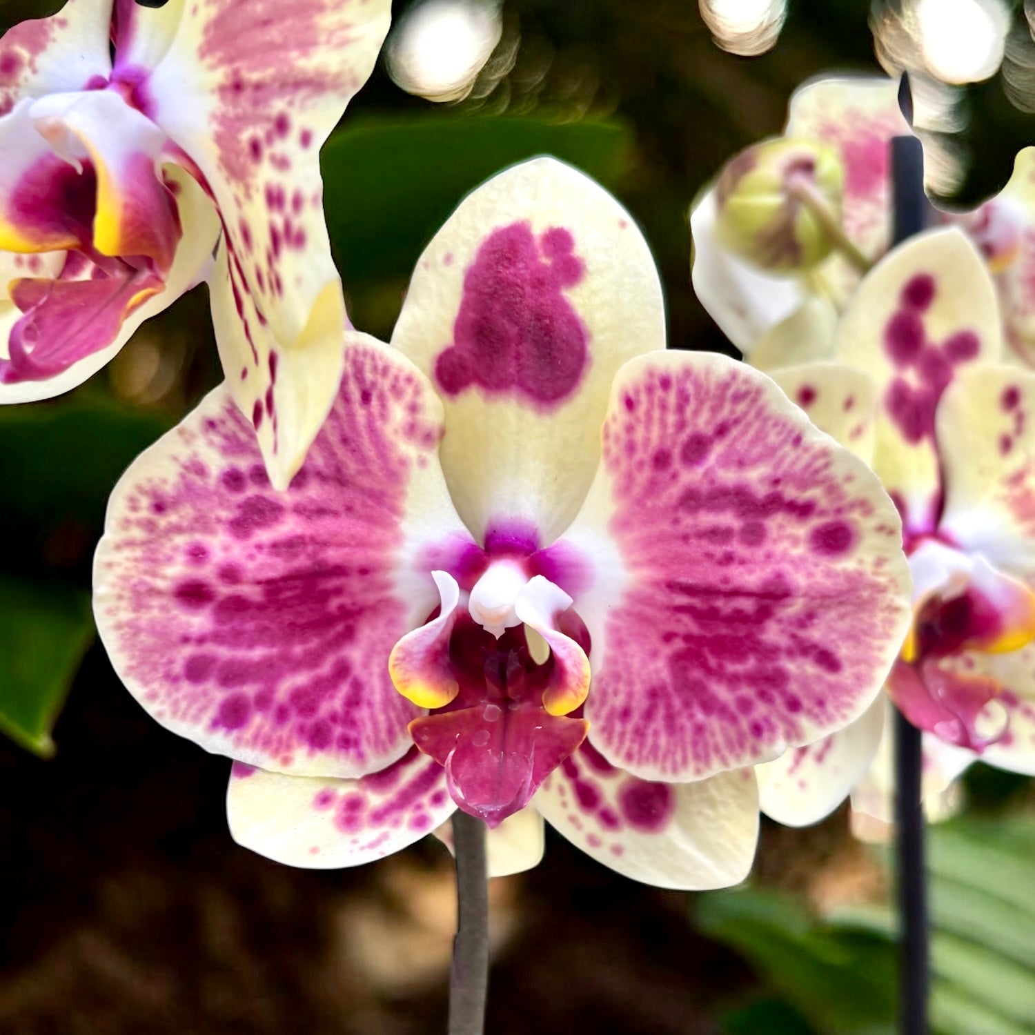 Phalaenopsis Exotic Punch (Pikachu)
