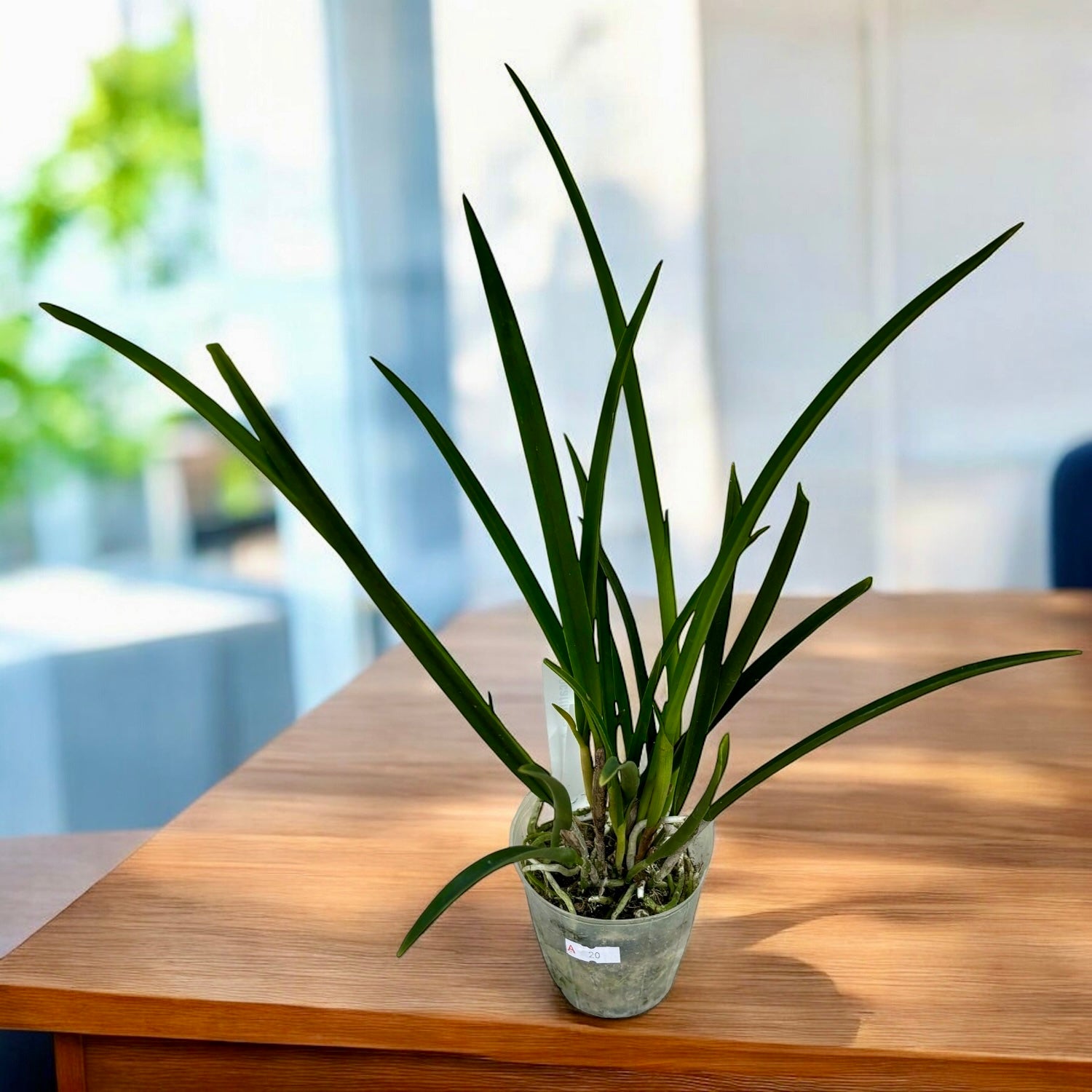 Brassocattleya Amethyst (C. purpurata × B. cucullata) parfumata