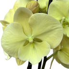 Phalaenopsis Limited #116 Grande lèvre