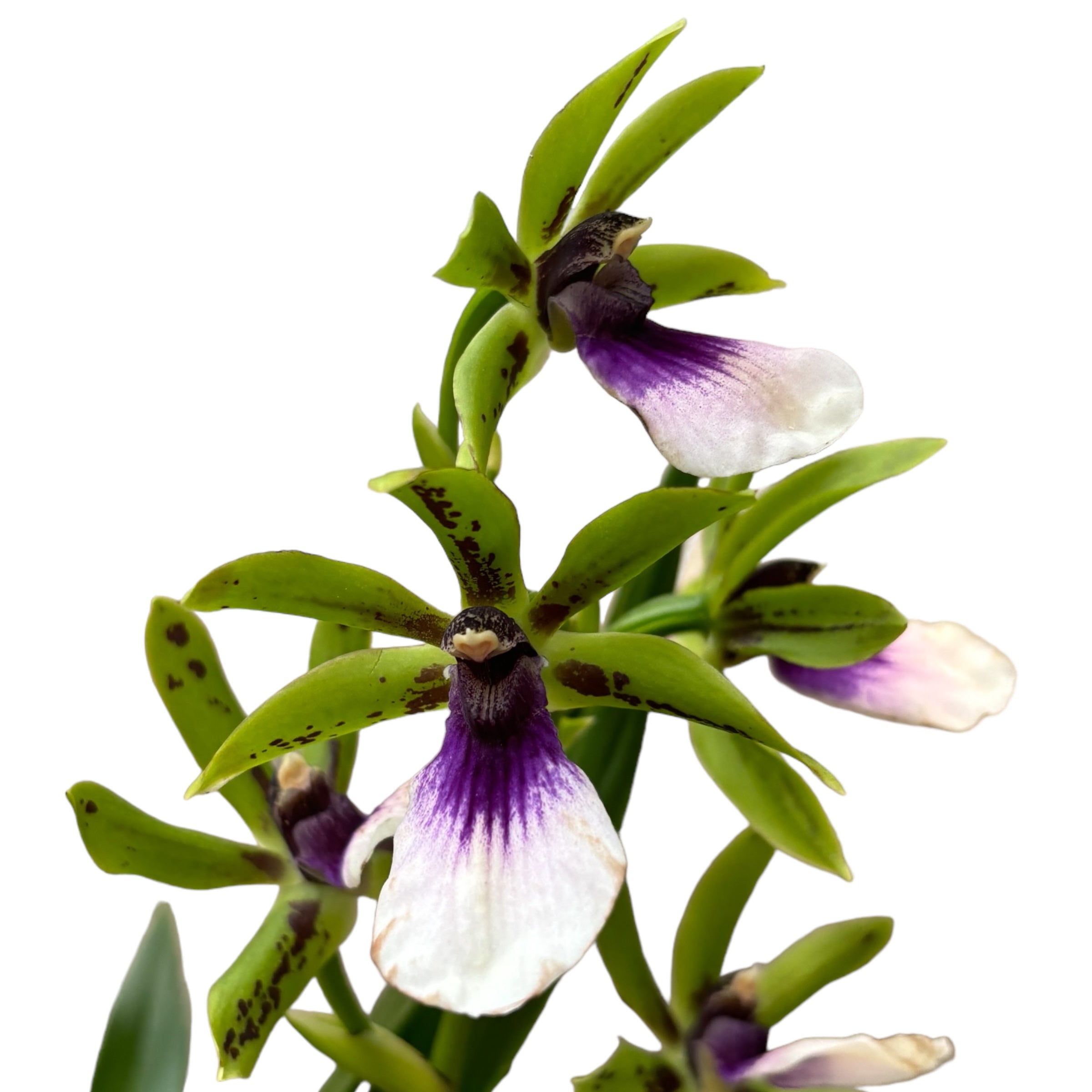 Zygoneria Freestyle Meadows (variation)* parfumat