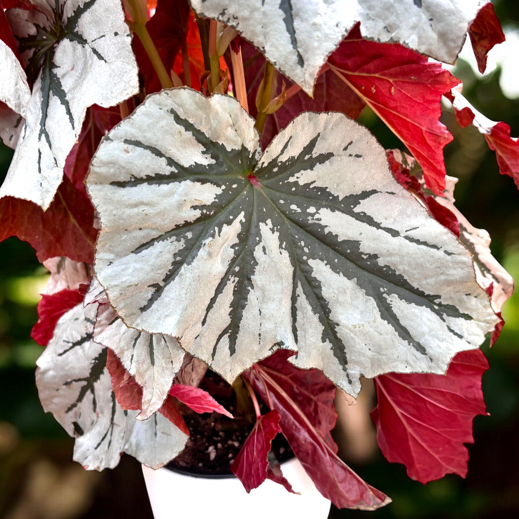 Begónia Looking Glass - ohromujúca odroda so striebristo metalickými listami (2 rastliny/kvetináč)
