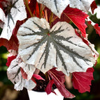 Begonia Looking Glass - varietate spectaculoasa cu frunzis argintiu metalizat (2 plante/ghiveci)