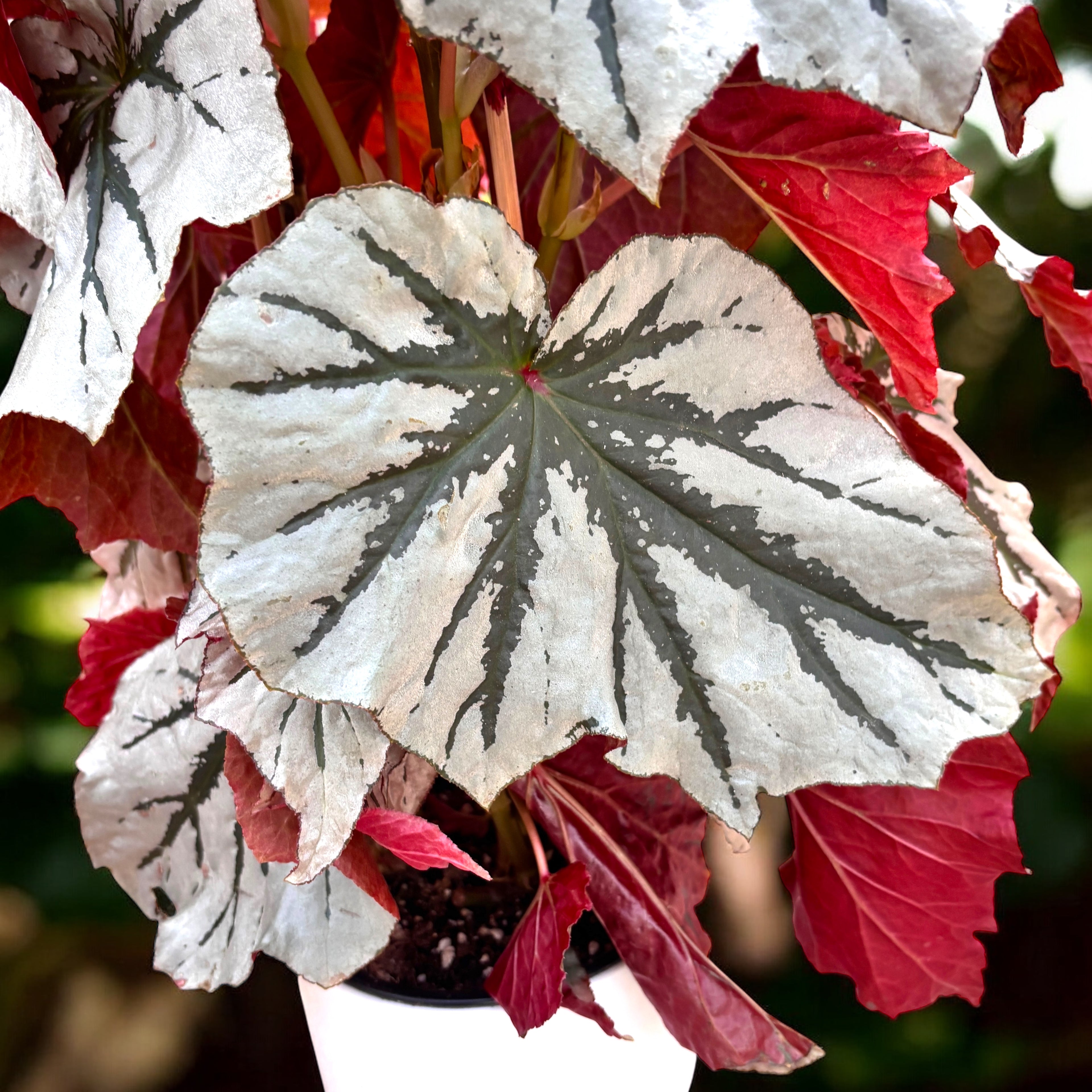 Begonia Looking Glass - varietate spectaculoasa cu frunzis argintiu metalizat (2 plante/ghiveci)