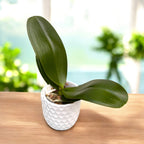 Phalaenopsis Younghome Evening Kiss