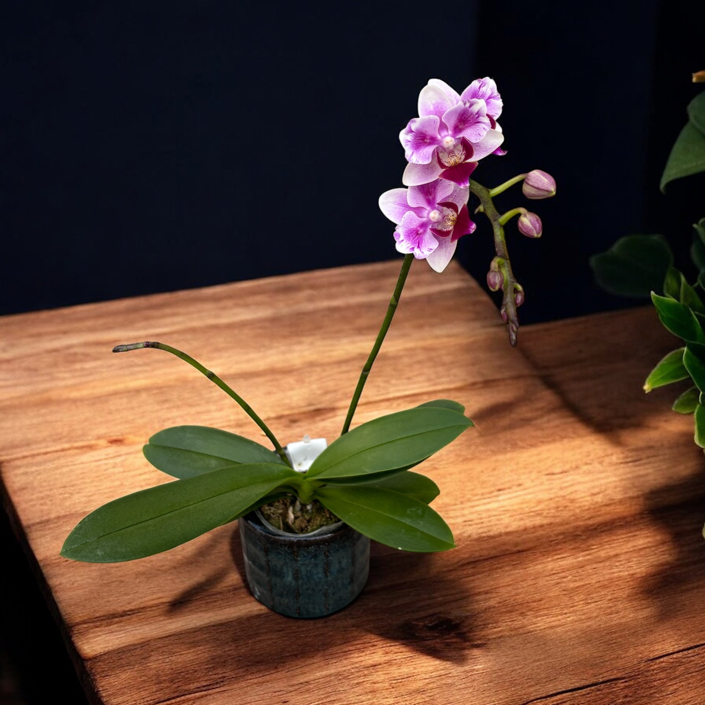 Phalaenopsis Pico Brother Sweetheart (peloric) – Secret Garden