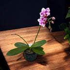 Phalaenopsis Pico Brother Sweetheart (peloric)