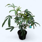 Hibisco de té - Hibiscus Sabdariffa 'Planta de Té' (planta aromática)