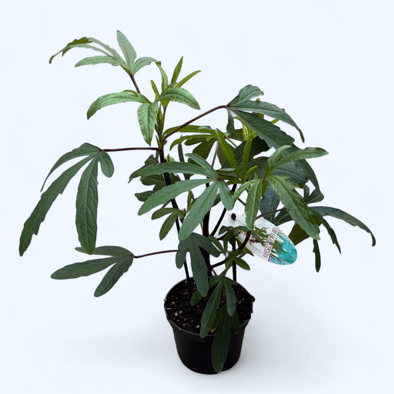 Hibiscusul de ceai - Hibiscus Sabdariffa 'Tea Plant' (planta aromatica)