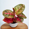 Aglaonema 'Red Balloon'