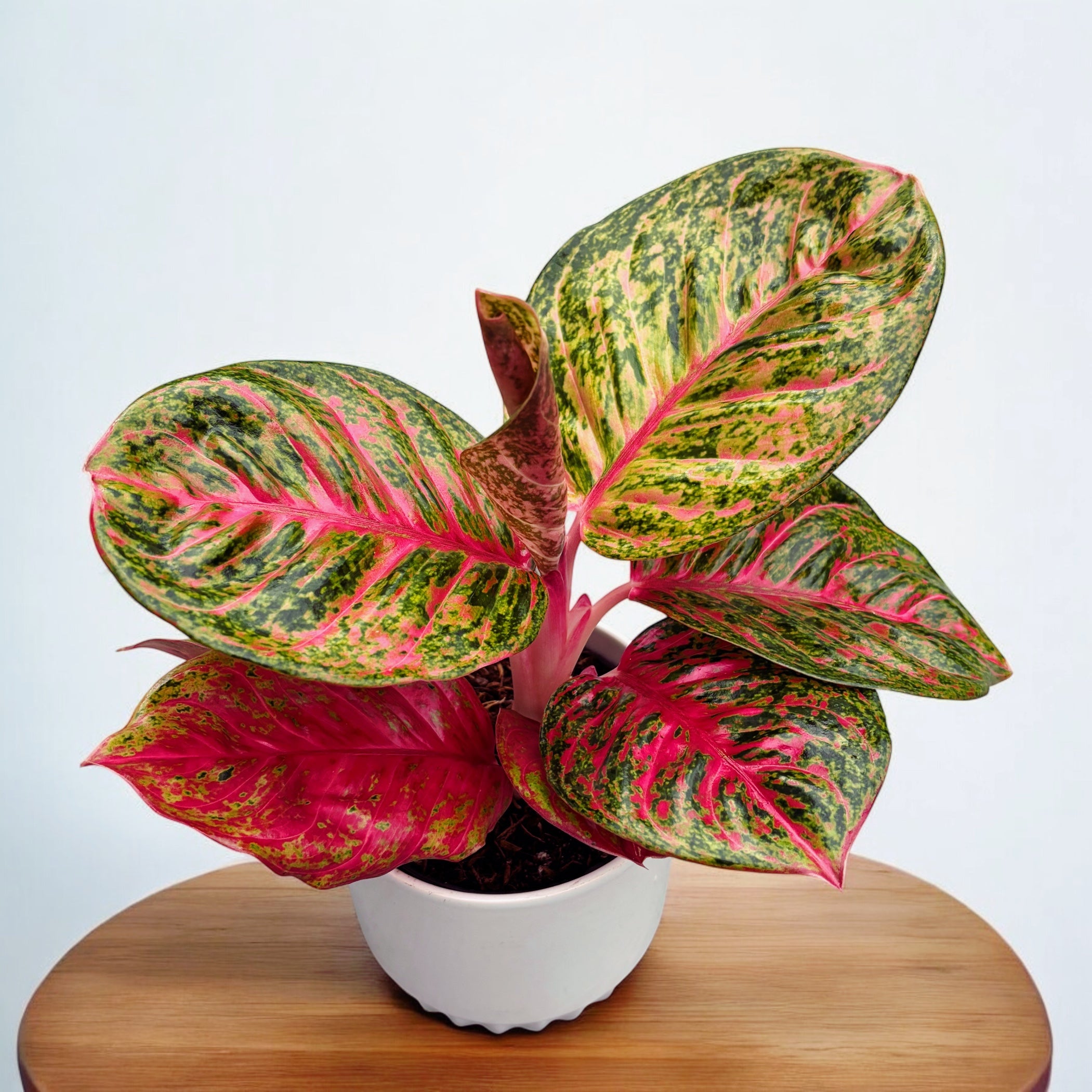 Aglaonema 'Red Balloon'