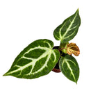 Anthurium crystallinum babyplant