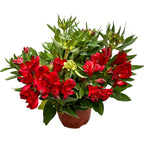 Alstroemeria Inticancha Doba -  Crin peruvian compact, cu flori spectaculoase rosii