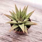 Haworthia limifolia 'Spider White'