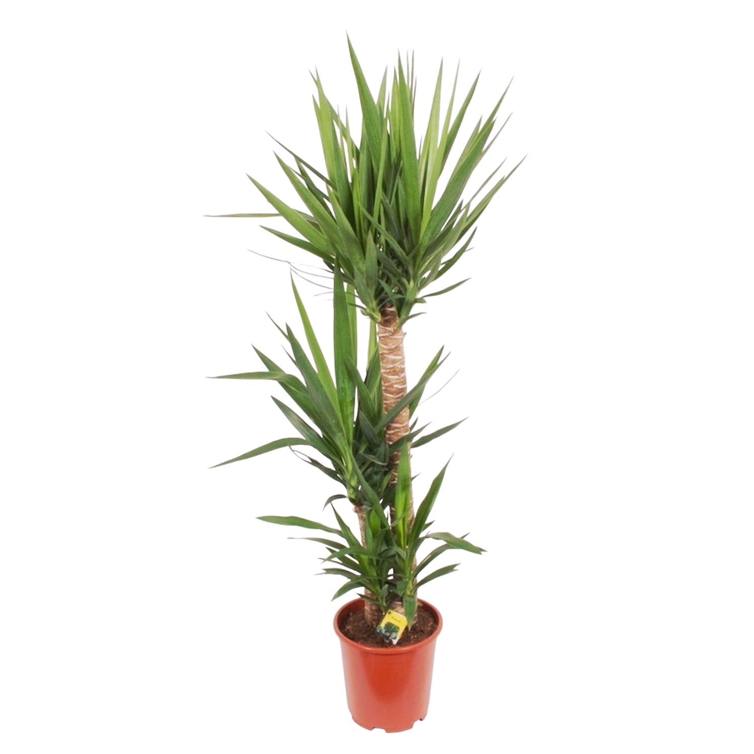 Yucca 3 tulpini H130-135 cm - Arborele Vietii