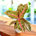 Aglaonema ‘Golden Power’ – frumusete tropicala cu frunzis auriu si nervuri roz intense