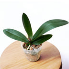 Phalaenopsis Miki Opera (peloric)