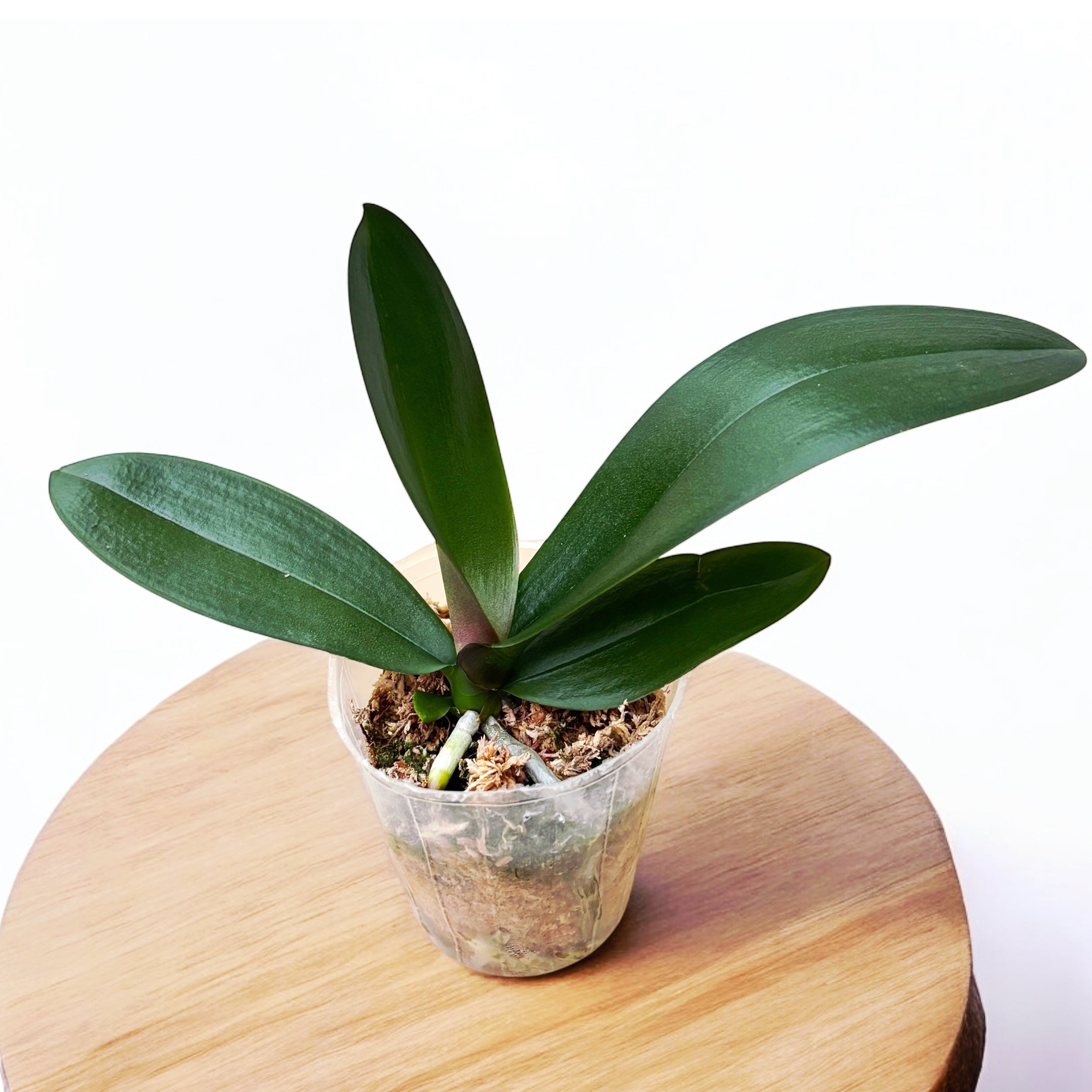 Phalaenopsis Miki Opera (peloric)