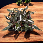 Philodendron 'Red Anderson' (bab növény)