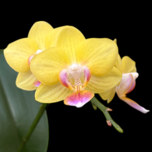 Phalaenopsis Golden Yuzu