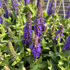 Salvia nemorosa 'Sensation Deep Blue' – Planta perena cu flori vibrante si inflorire abundenta
