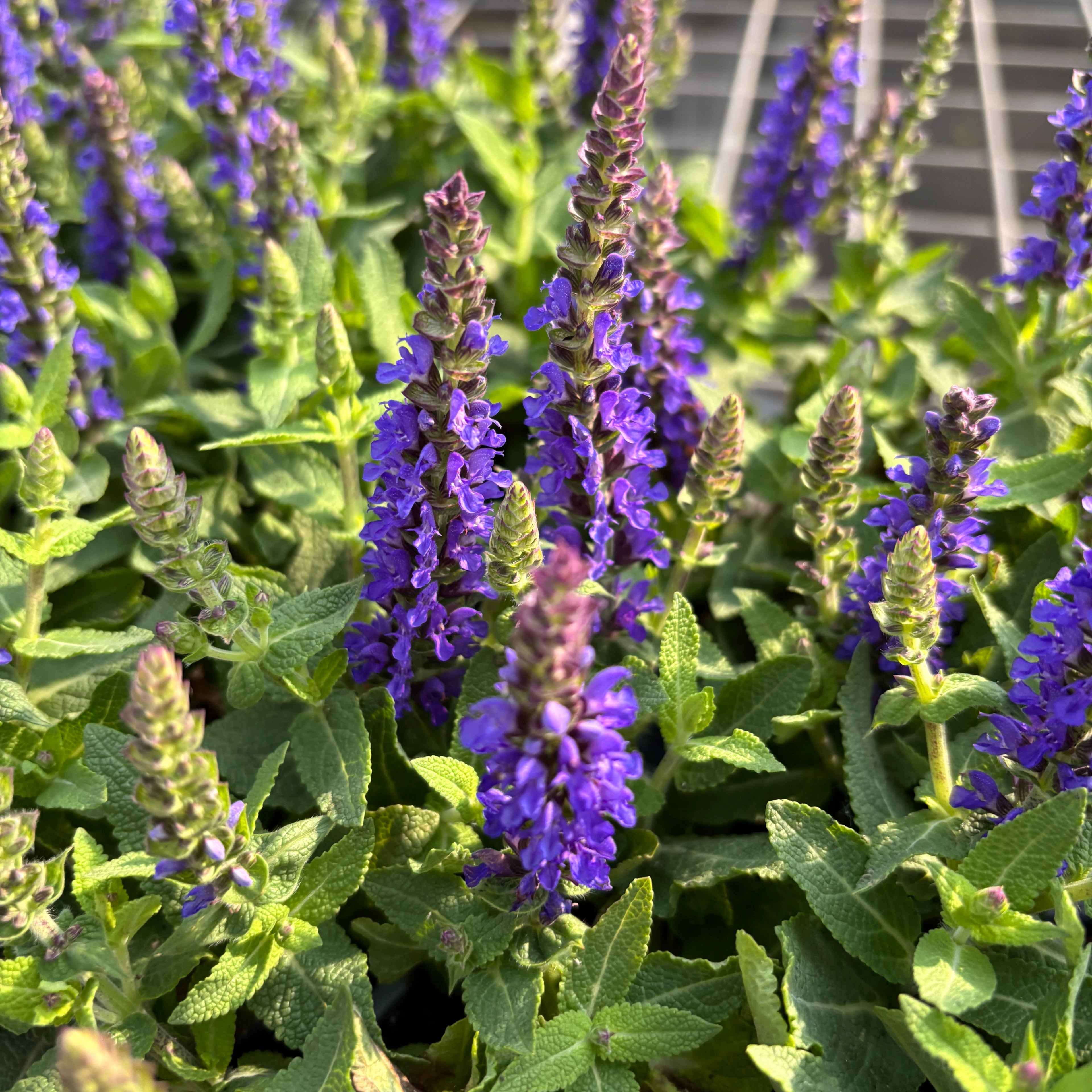 Salvia nemorosa 'Sensation Deep Blue' – Planta perena cu flori vibrante si inflorire abundenta