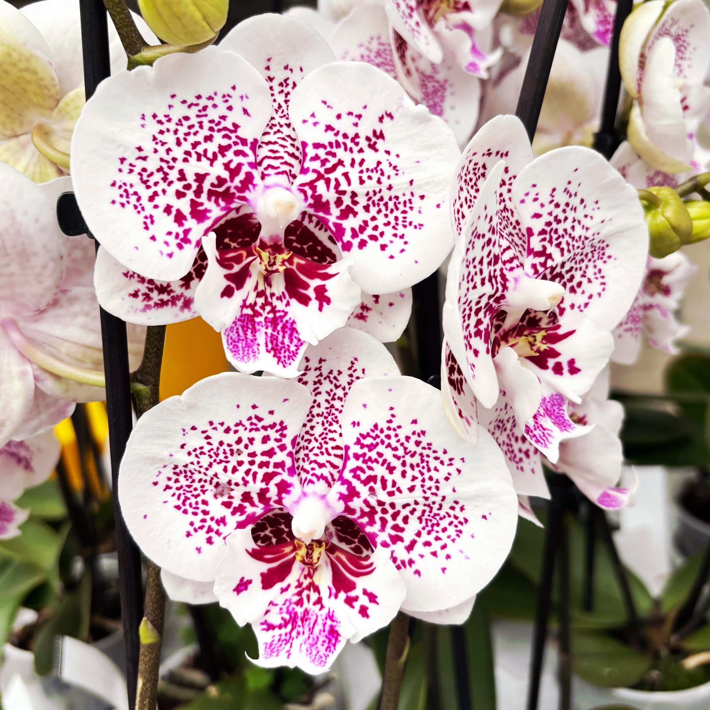 Phalaenopsis Bounty big lip