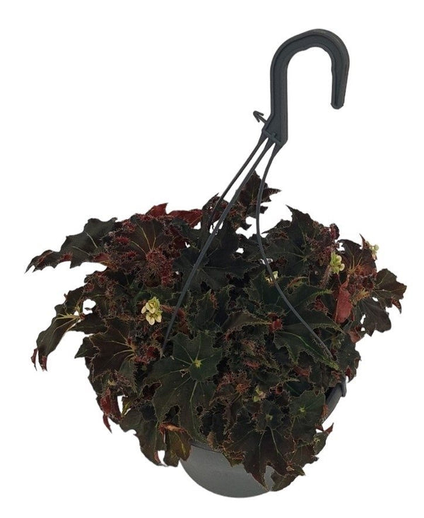 Begonia 'Evy' D19