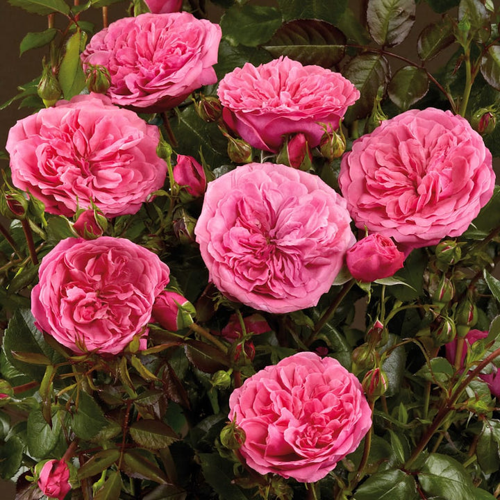 Rosa ‘Berleburg’® (Poulbella)