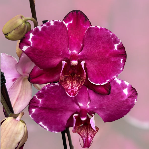 Phalaenopsis Malwina